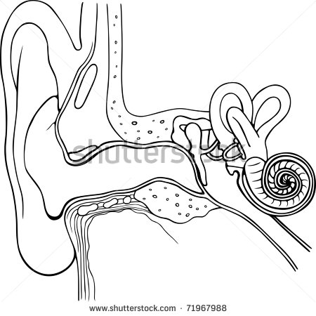 450x450 Human Ear Sketch Diagram - Human Ear Sketch