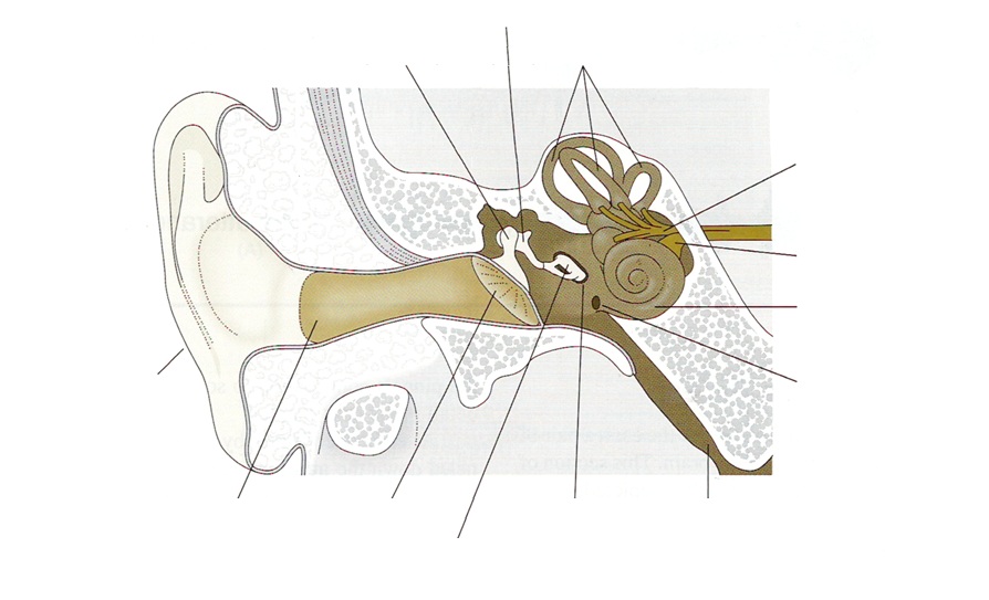 894x543 Label Parts Of The Human Ear - Human Ear Sketch