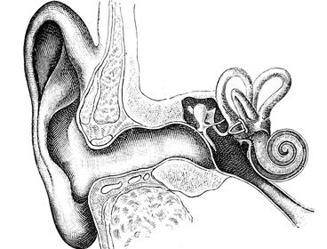 368x280 New Mechanism May Improve Hearing Aids - Human Ear Sketch