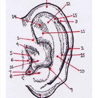 320x320 Sketch Of Human Ear Showing Various Anatomical Landmarks - Human Ear Sketch