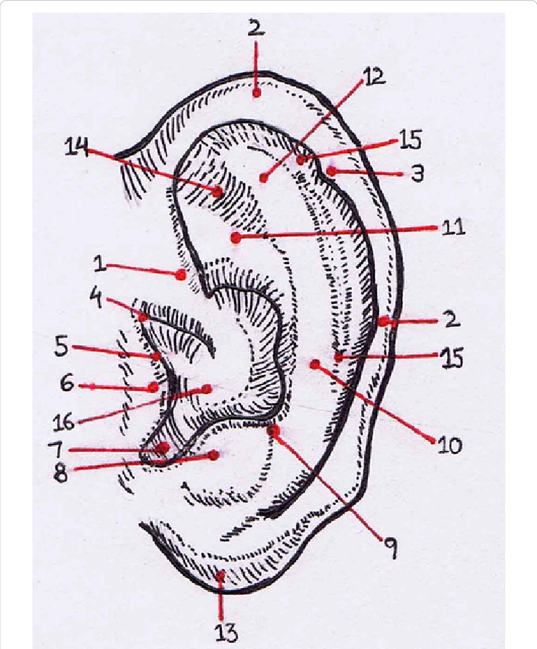 761x920 Sketch Of Human Ear Showing Various Anatomical Landmarks - Human Ear Sketch
