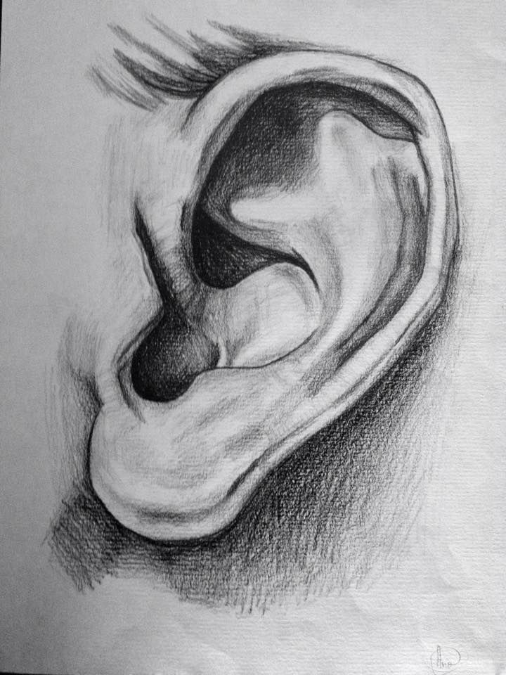 Human Ear Sketch at PaintingValley.com | Explore collection of Human ...