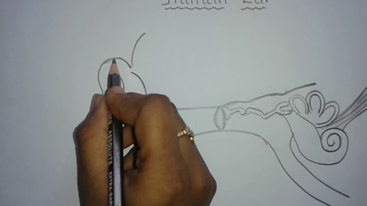 1280x720 Easy Way To Draw Human Ear - Human Ear Sketch