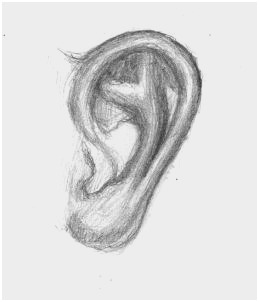 Human Ear Sketch at PaintingValley.com | Explore collection of Human ...