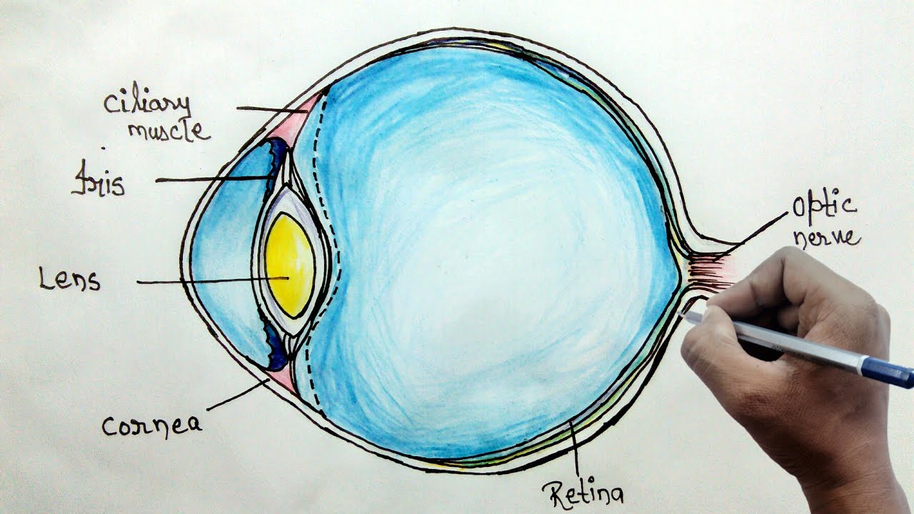 1280x720 How To Draw Human Eye Diagram For Beginners - Human Eye Sketch