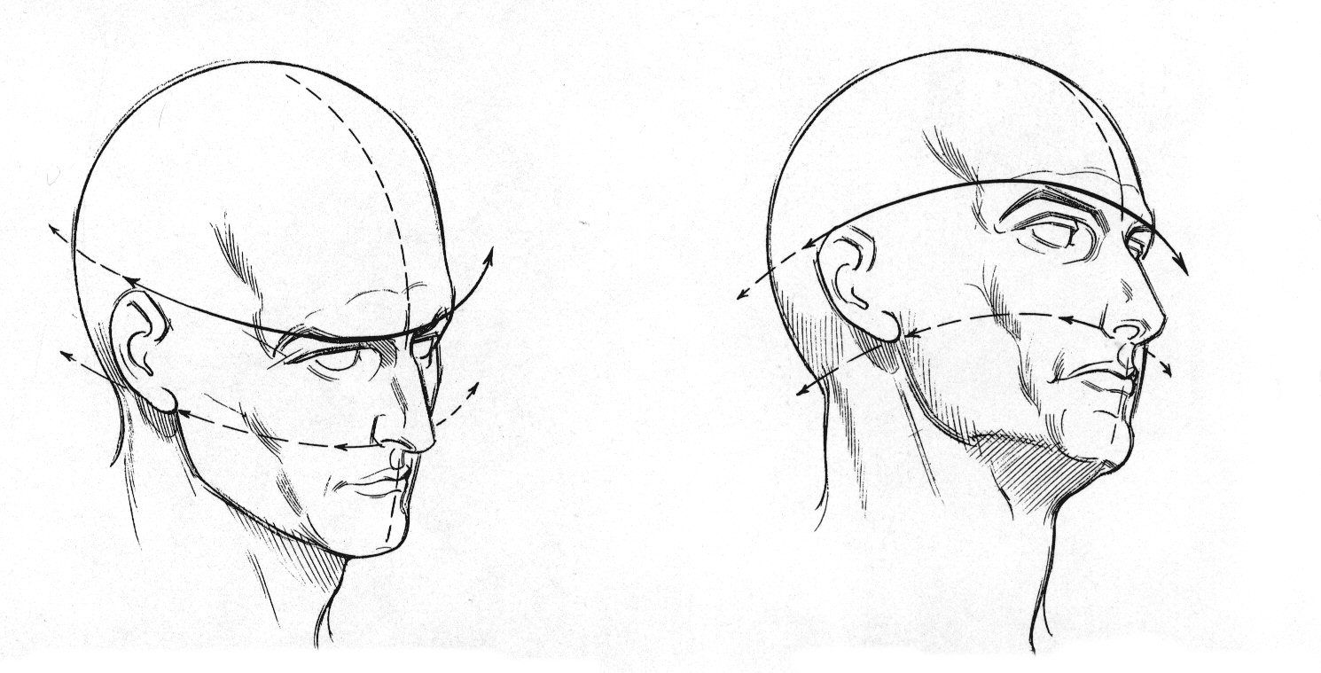 1490x759 Human Head Proportions Drawing Sketch Coloring - Human Head Sketch