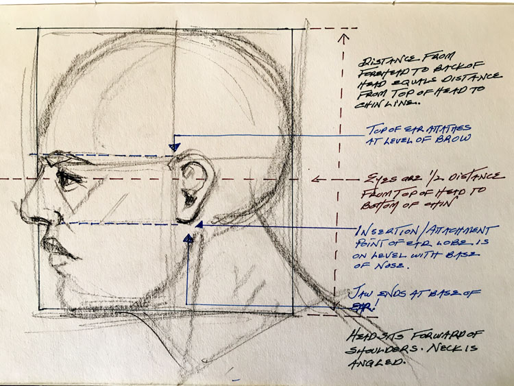 750x563 Drawing Tip The Ears Are Pivotal - Human Head Sketch