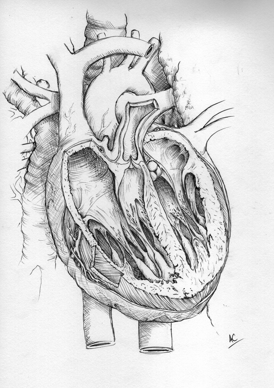 900x1273 Human Heart By Froggywoggy11 - Human Heart Pencil Sketch
