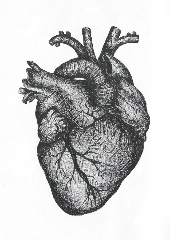 Human Heart Pencil Sketch at PaintingValley.com | Explore collection of ...