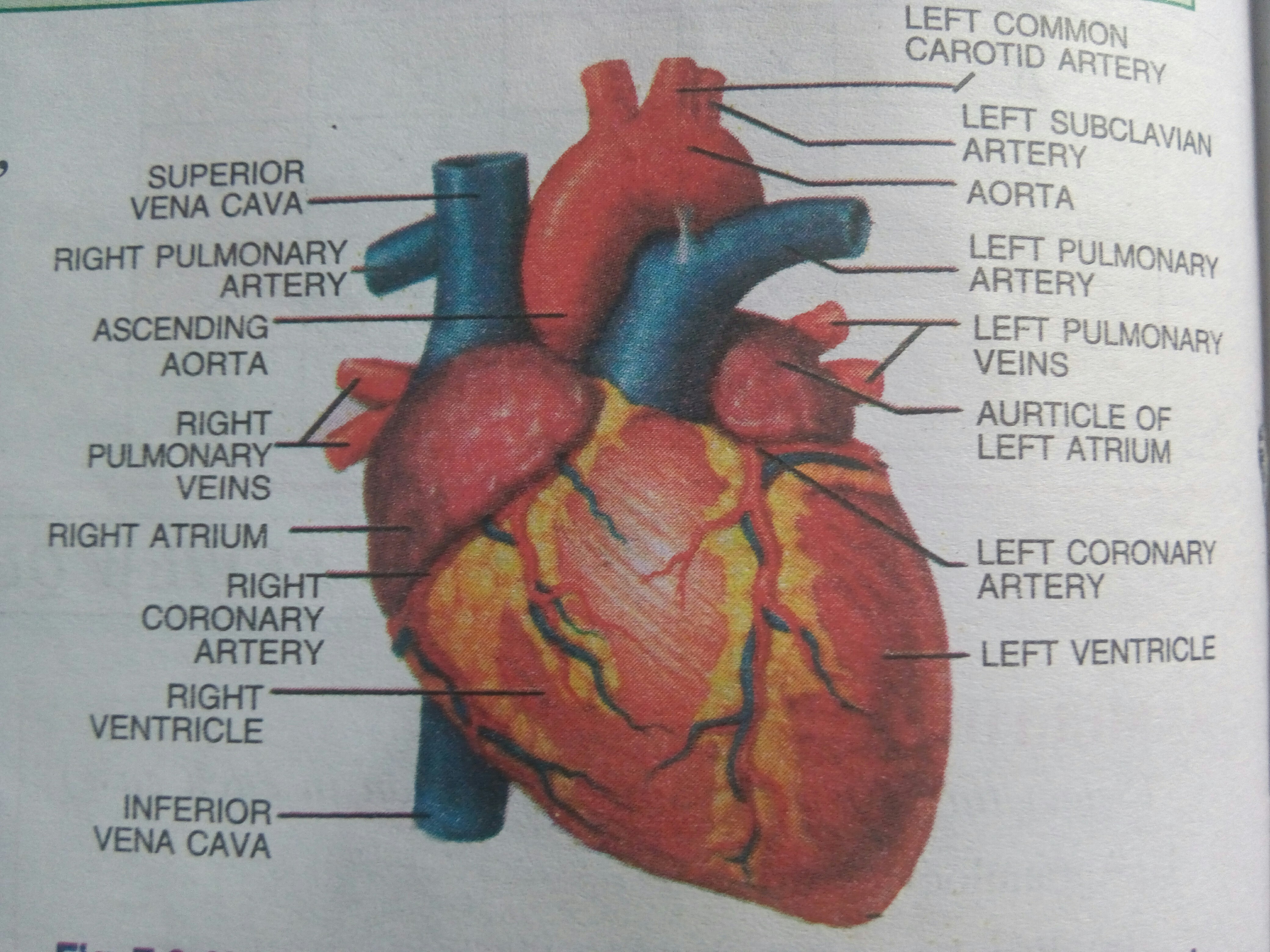 4160x3120 Draw A Brief Sketch Of Human Heart And Label It..... In Pencil - Human Heart Pencil Sketch