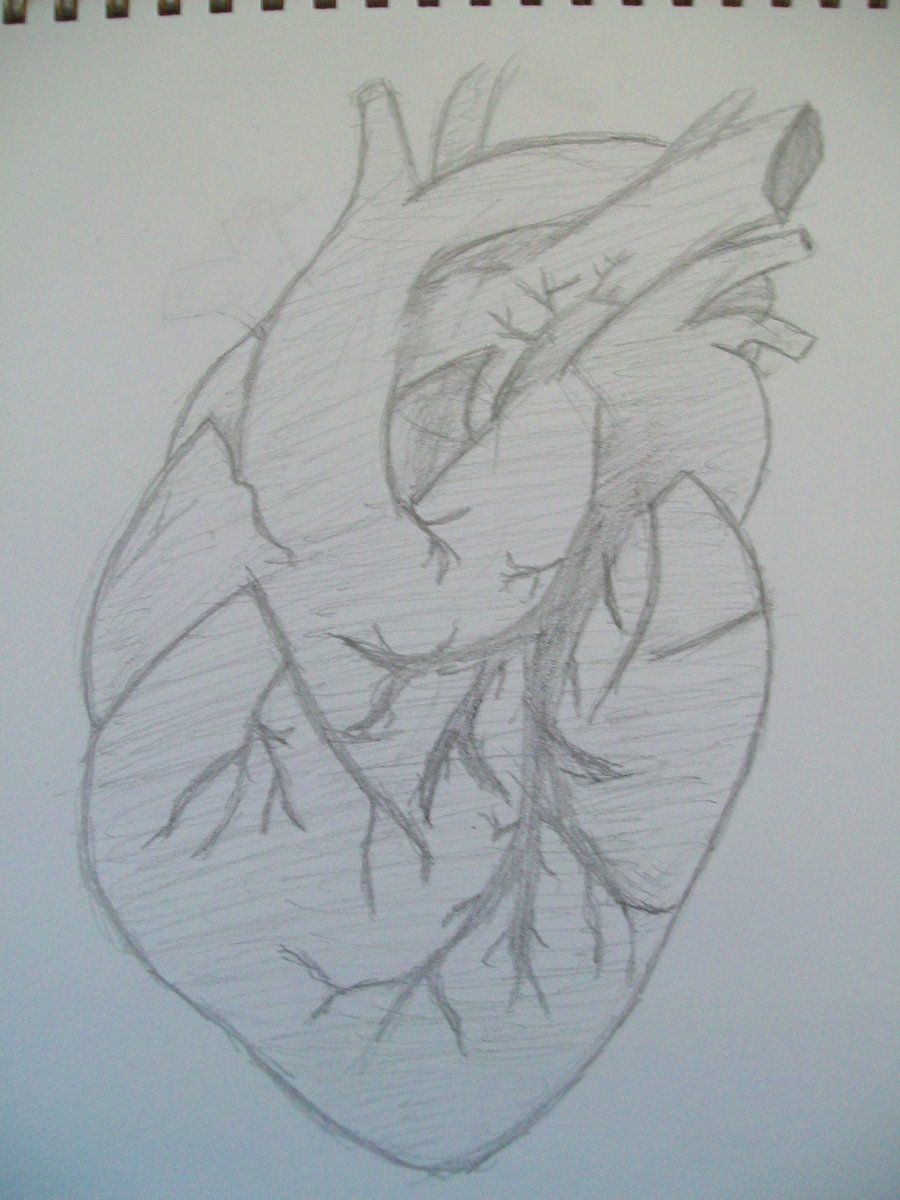 900x1200 Real Sketched Drawings Human Heart Sketch By Sushininjas On - Human Heart Pencil Sketch