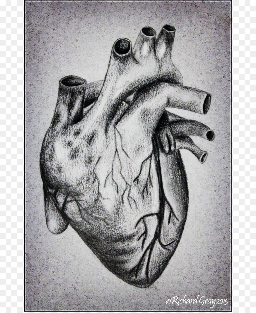 900x1100 Heart Drawing Anatomy Sketch - Human Heart Sketch