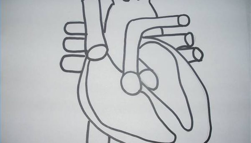 877x500 How To Draw A Picture Of A Heart Our Pastimes - Human Heart Sketch