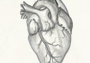 300x210 Human Heart Drawings In Pencil 17 Best Ideas About Real Heart - Human Heart Sketch