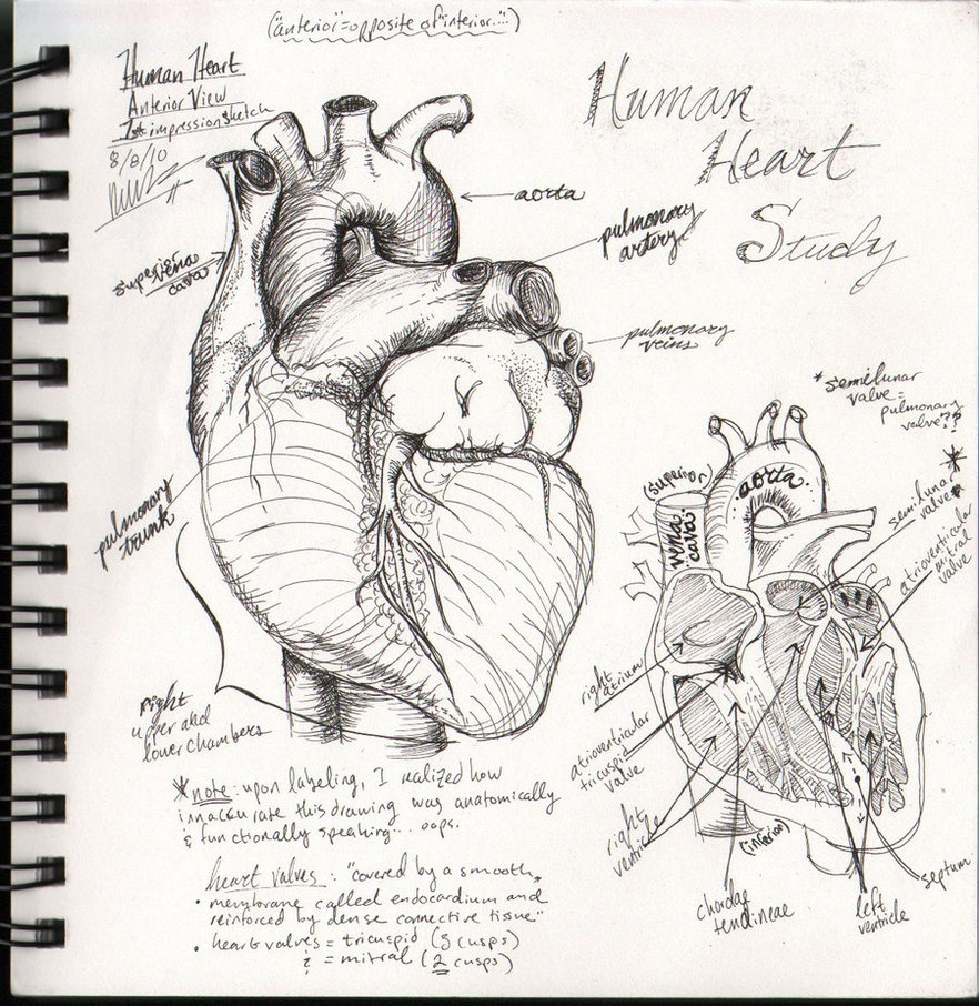 Human Heart Sketch At Paintingvalleycom Explore