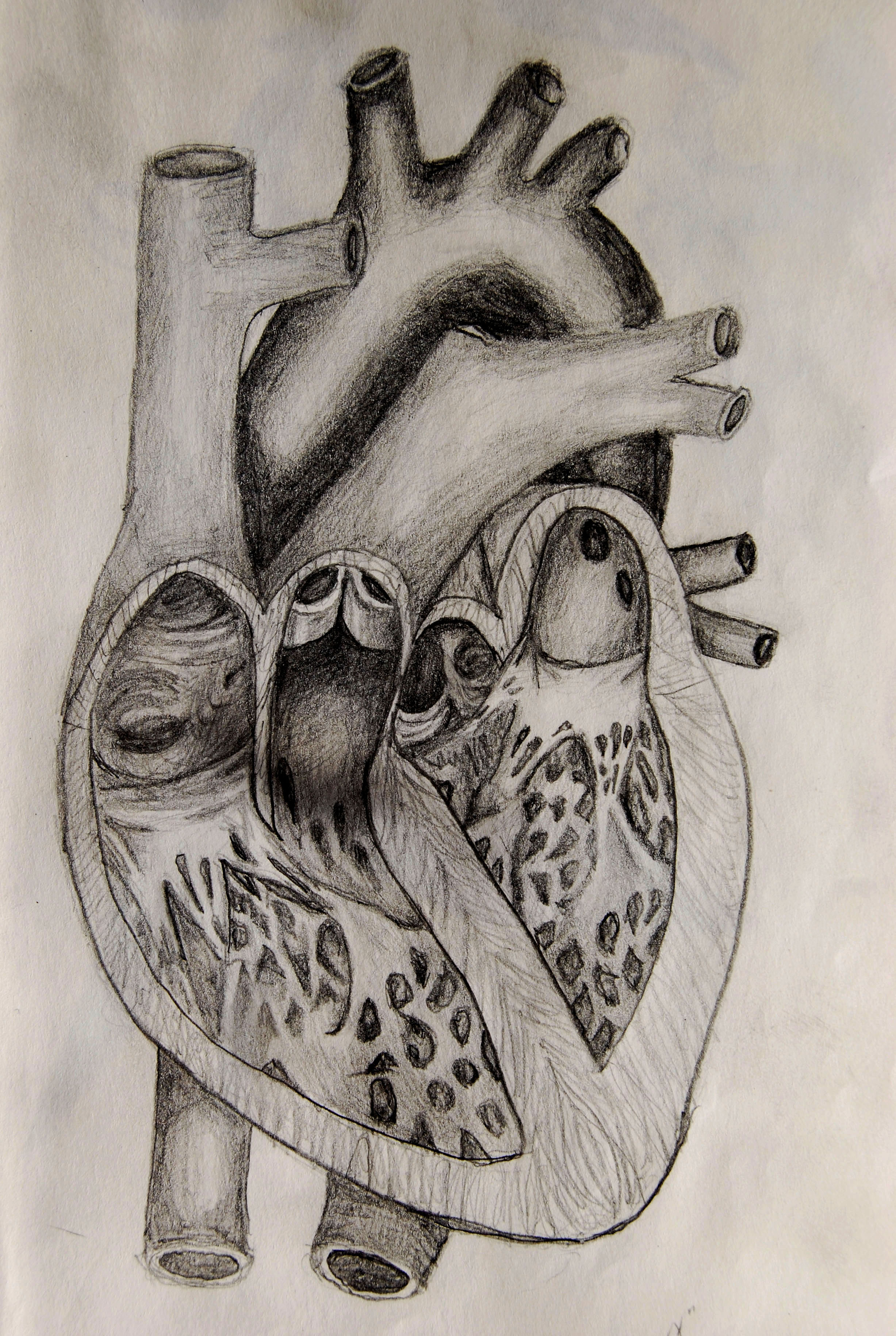 2454x3657 Human Heart Sketch With Parts Anatomical Human Heart Hand Drawn - Human Heart Sketch
