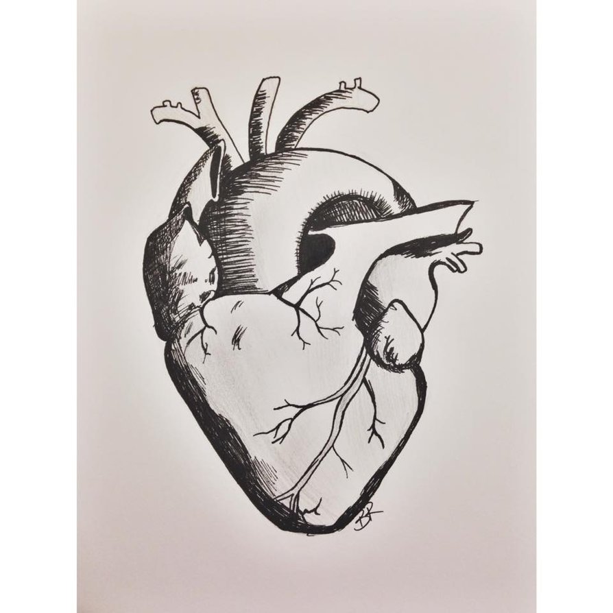 894x894 Human Heart Sketch By Obsessive Fan Girl - Human Heart Sketch