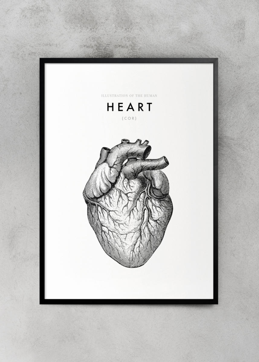 857x1200 Illustration Of The Human Heart - Human Heart Sketch