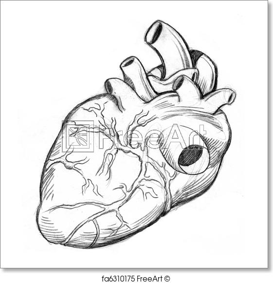 561x581 Free Art Print Of Human Heart Drawing. An Image Of A Human Heart - Human Heart Sketch