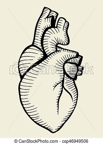 337x470 Hand Drawn Human Heart Sketch. Art Illustration. - Human Heart Sketch