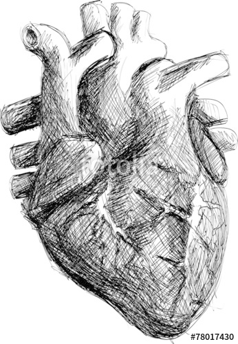 346x500 Hand Drawn Realistic Human Heart Sketch Black And White Stock - Human Heart Sketch Images