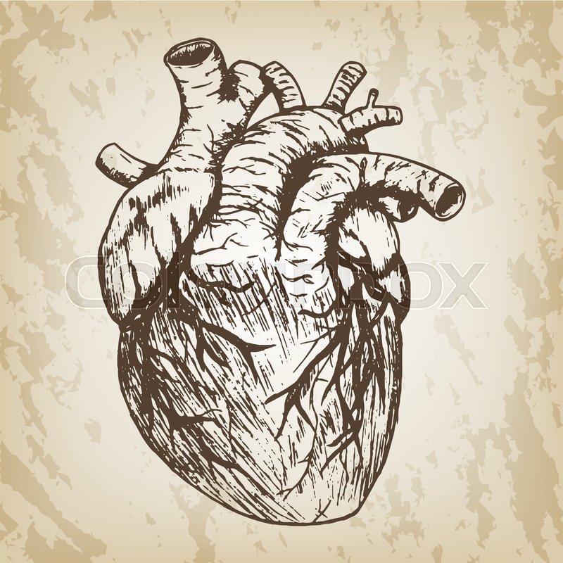 800x800 Hand Drawn Vector Illustration - Human Heart Sketch Images