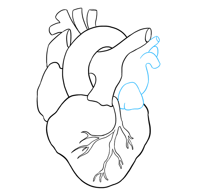 680x678 How To Draw A Human Heart - Human Heart Sketch Images