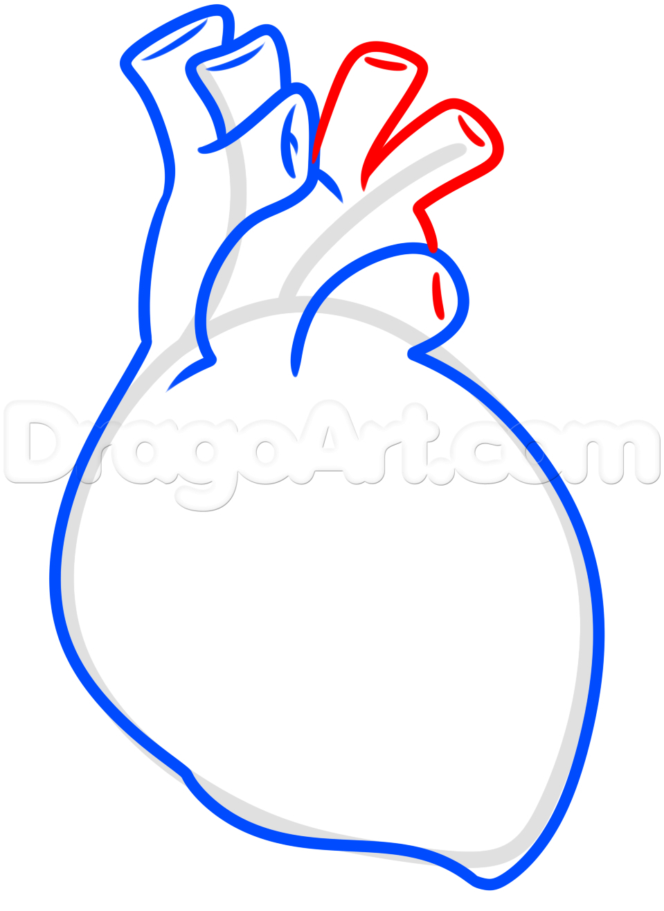 Human Heart Sketch Images at PaintingValley.com | Explore collection of ...