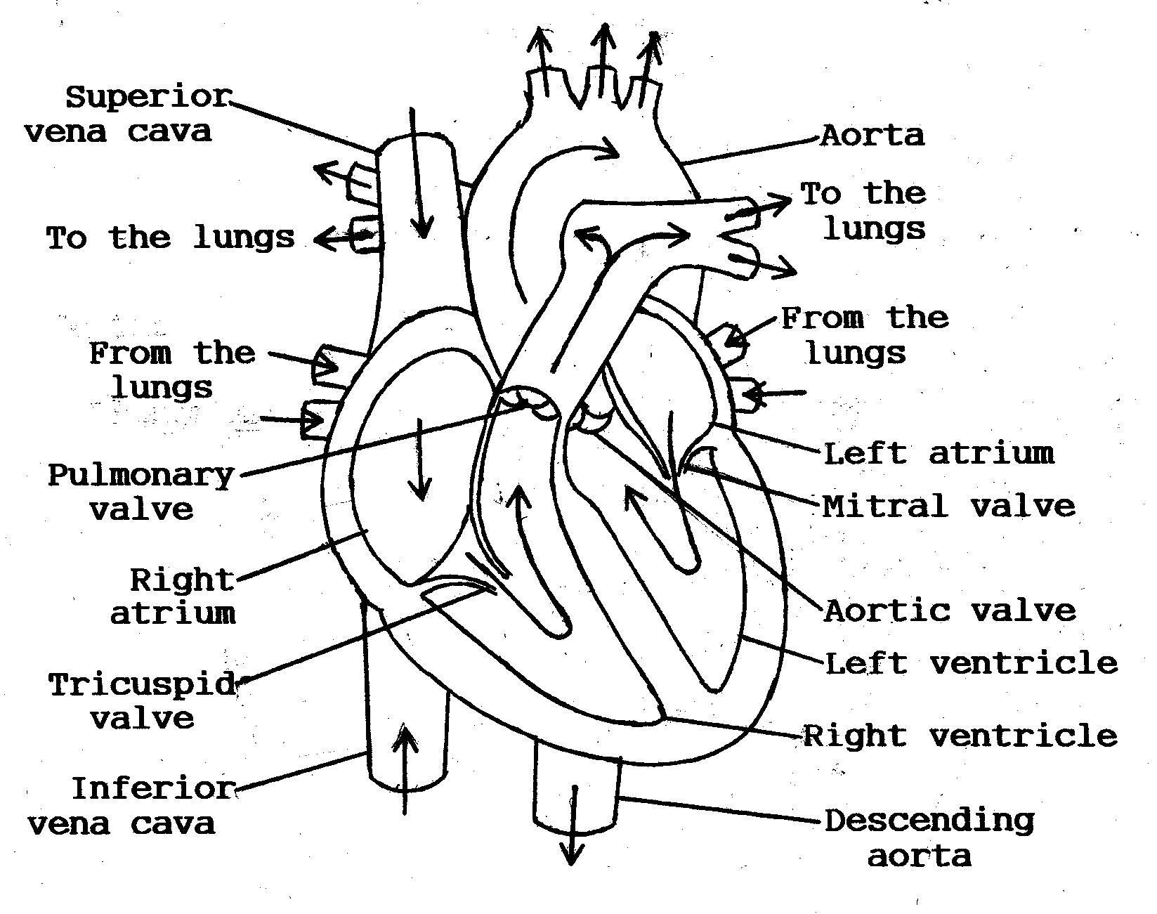 sketch diagram of human heart