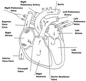 300x283 Biology - Human Heart Sketch Images