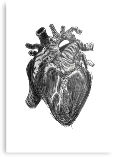 Human Heart Sketch Images at PaintingValley.com | Explore collection of ...