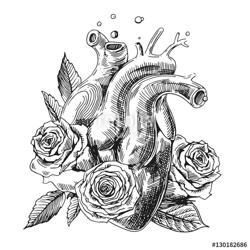 500x500 Sketch Of Human Heart Stock Image And Royalty Free Vector Files - Human Heart Sketch Images