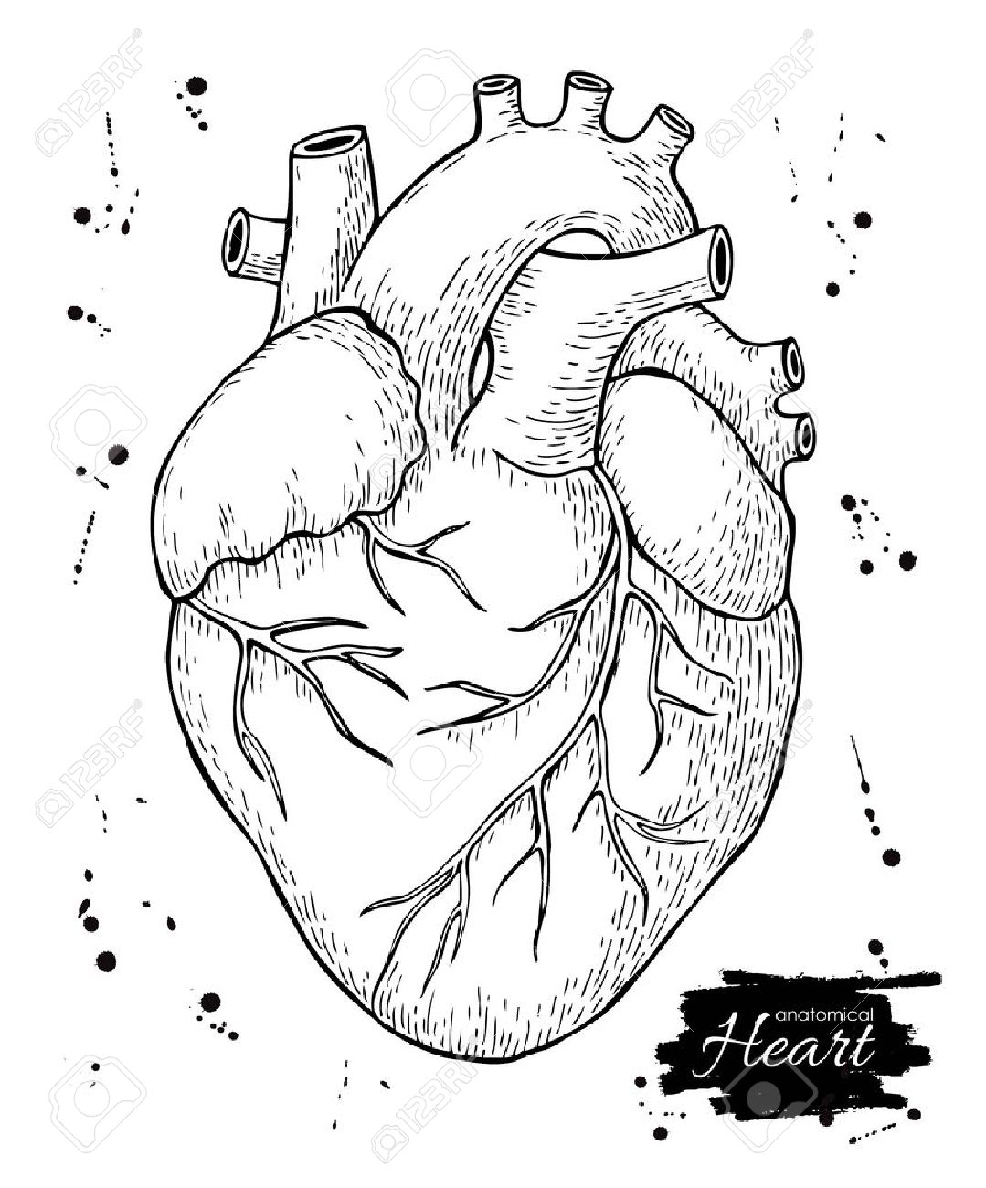 1079x1300 Drawn Heart Human Heart - Human Heart Sketch Images