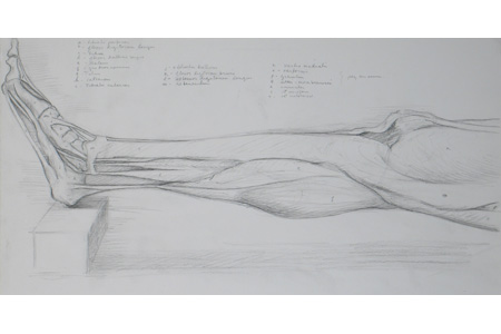 450x300 Drawing Bodies 101 - Human Leg Sketch