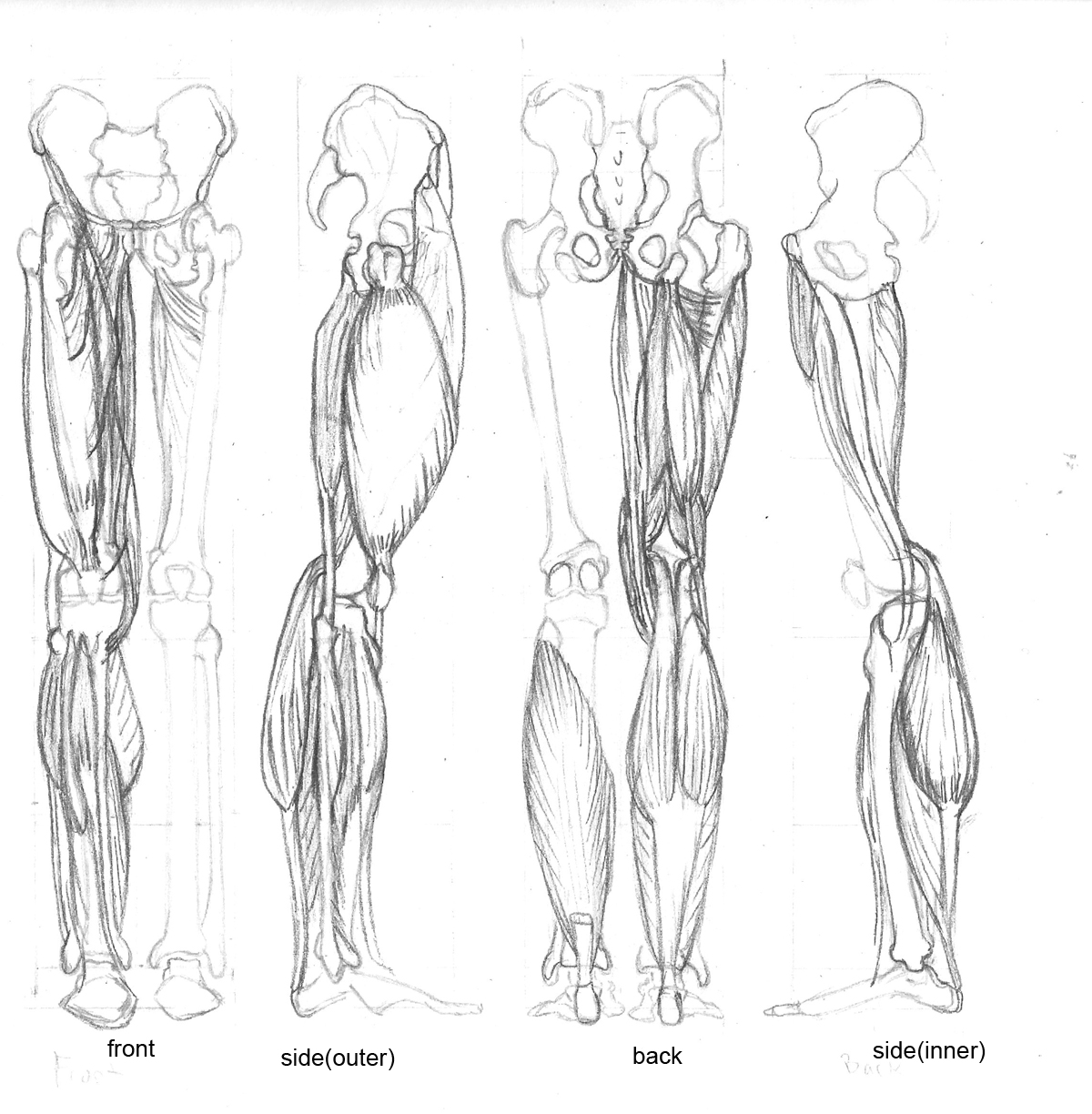 Рисунок кости мышцы. Послойная пластическая анатомия ног. Мышцы ног анатомия рисунок. Мышцы нижней конечности карандашом. Рисование нижних конечностей мышц.