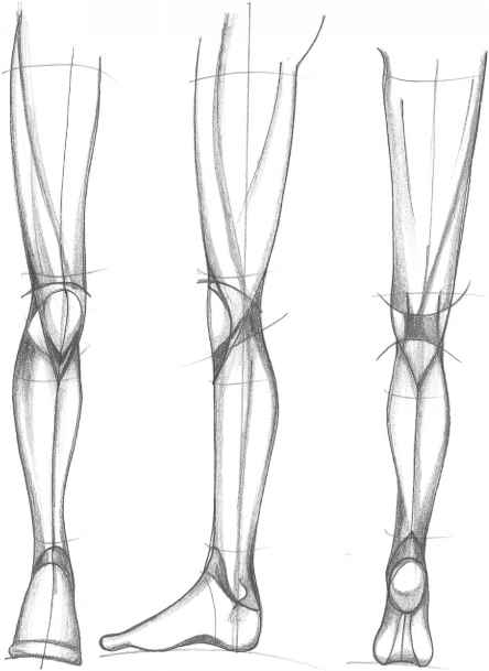 444x609 The Mouth Analysis And Structure - Human Leg Sketch