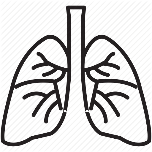 512x512 19 Lungs Vector Human Lung Huge Freebie! Download For Powerpoint - Human Lung Sketch