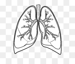 260x220 Lung Drawing Anatomy Breathing Sketch - Human Lung Sketch