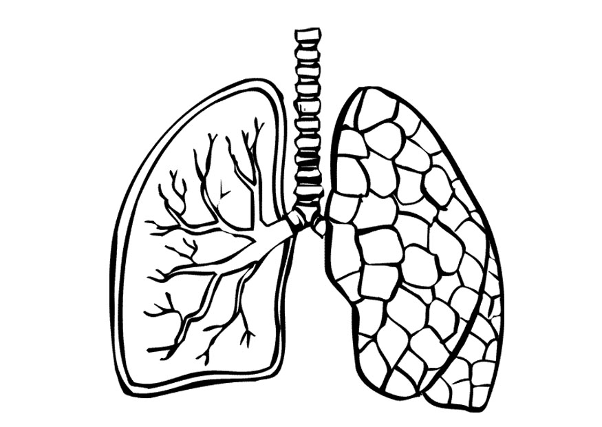 875x620 Lungs Clipart Free Download On - Human Lung Sketch