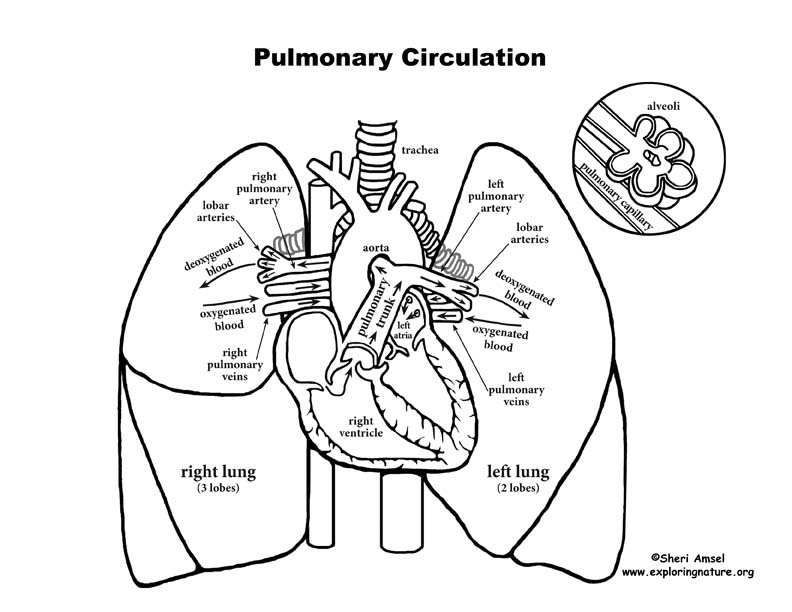 792x612 Simple Heart And Lung Diagram - Human Lung Sketch