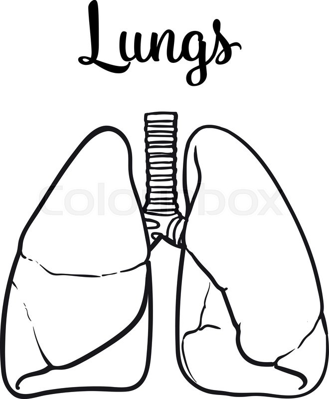 660x800 Sketch The Lungs, Vector Sketch Hand Drawn Illustration Isolated - Human Lung Sketch
