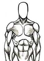 142x196 How To Draw The Human Figure - Human Muscle Sketch