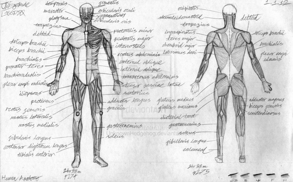 1024x635 Human Muscle Anatomy Sketch - Human Muscle Sketch