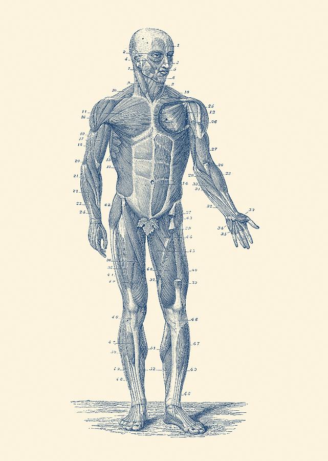 641x900 Human Muscle System - Human Muscle Sketch