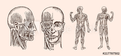 500x232 Human Anatomy. Muscular And Bone System Of The Head. Medical - Human Muscle Sketch