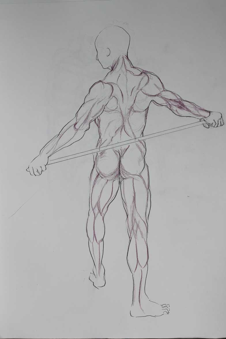 784x1175 Learning The Muscles For Figure Drawing Love Life Drawing - Human Muscle Sketch