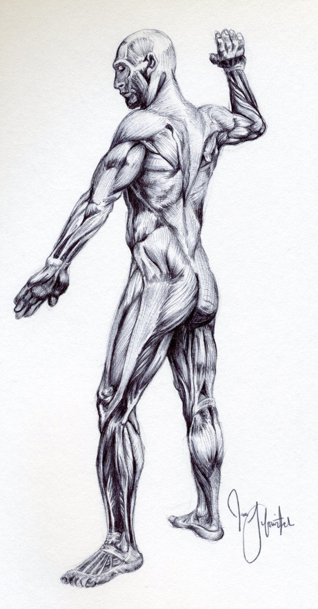646x1237 Male Muscular Anatomy Sketch By Pikajane - Human Muscle Sketch