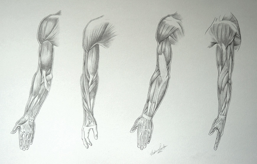 870x554 Muscles Of An Arm - Human Muscle Sketch