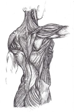 236x358 144 Best Skeletal Muscles Images Human Anatomy - Human Muscle Sketch
