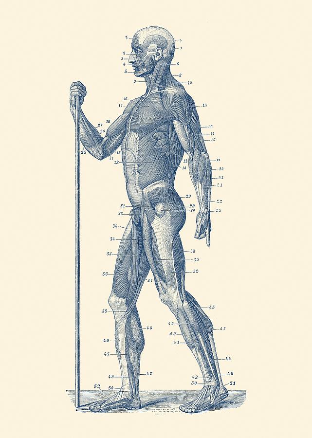 641x900 Side View - Human Muscle Sketch